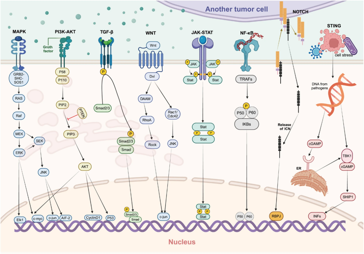 90%的癌症死亡与转移有关!出现这5类症状，警惕癌细胞加速扩散!